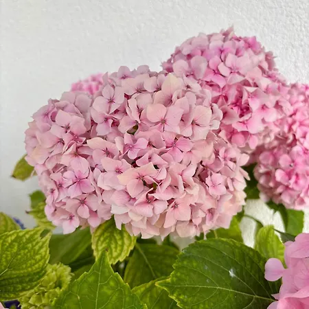 Eqerem Dauti كساميل