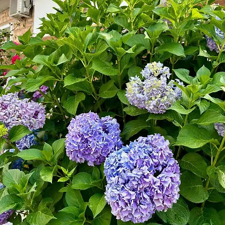 بيت ضيافة Eqerem Dauti