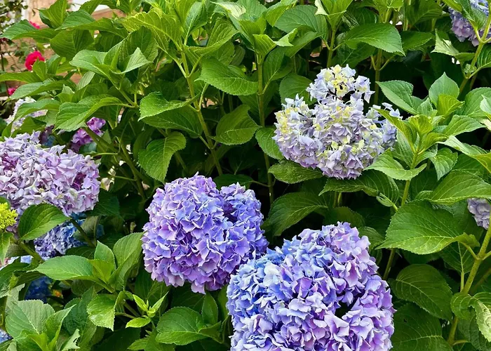 Pensjonat Eqerem Dauti